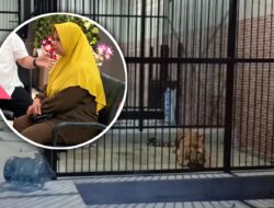 Harimau Peliharaan di Samarinda Terkam ART Hingga Tewas, Istri Korban Desak Pemilik Harimau Dihukum Ringan